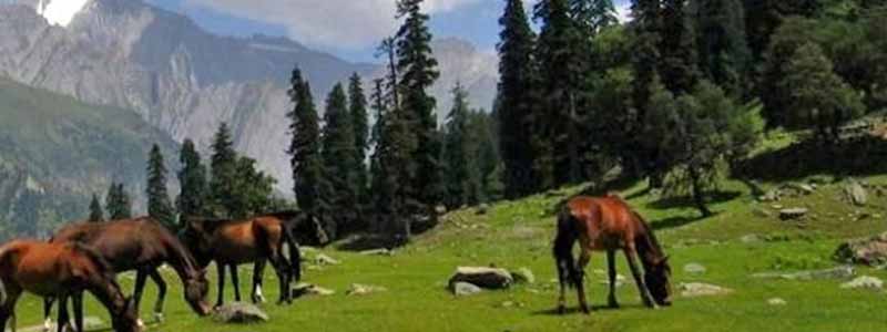 Pony Ride in Kashmir