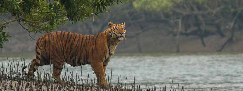 Sundarbans National Park