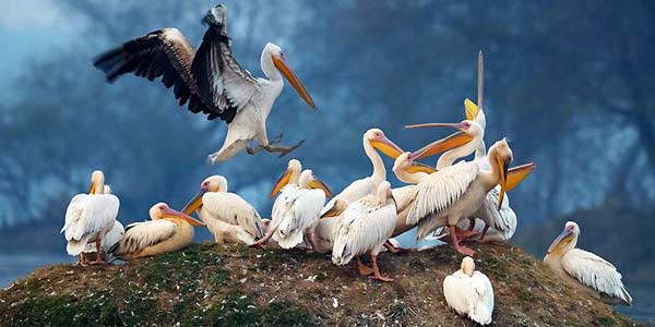 Top 10 Bird Sanctuaries in India for Bird Lovers