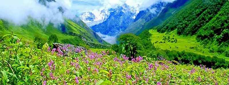 Valley of Flowers