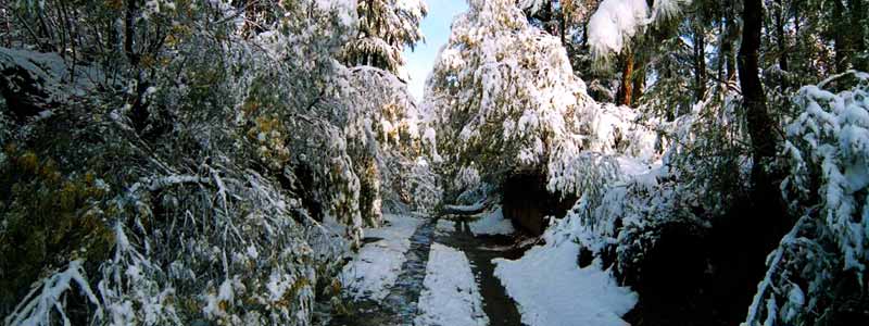 Binsar