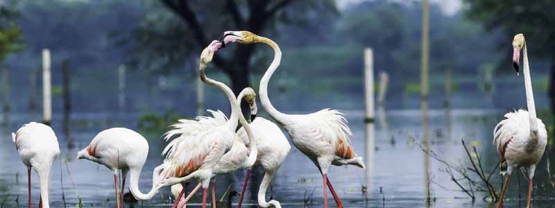 Keoladeo Ghana National Park