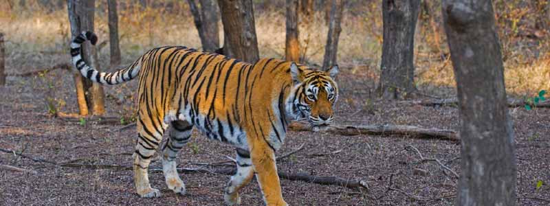 Mukundra Tiger Reserve