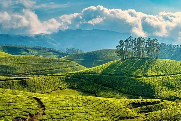 Places To Visit in Munnar