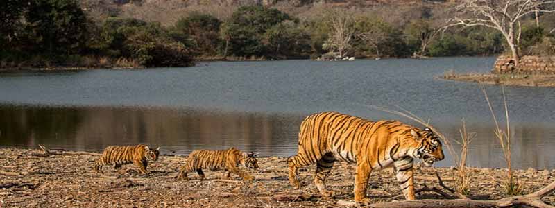 Ranthambore National Park