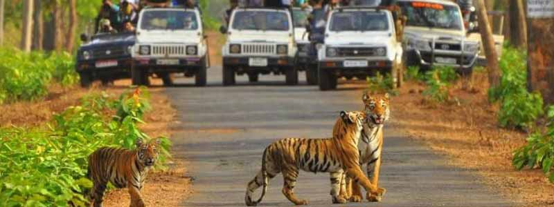 Sariska Tiger Reserve