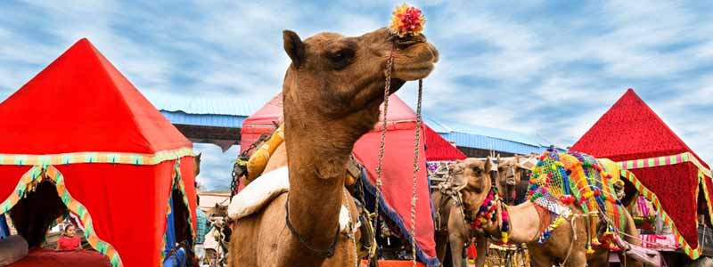 A Complete Guide on Pushkar Camel Fair 2021