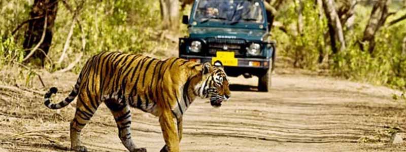 Sariska Wildlife Sanctuary