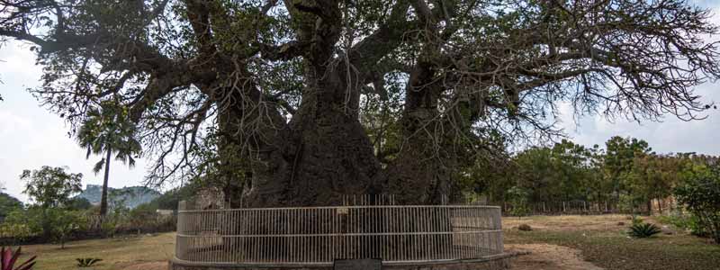 Hatiyan Jhad Baobab Tree