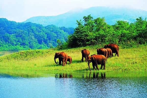 10 Best Wildlife Sanctuaries in Kerala