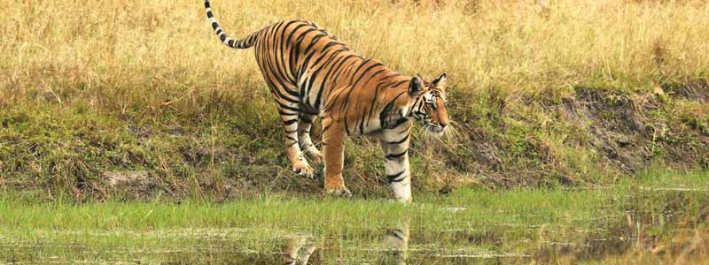 Bandhavgarh National Park