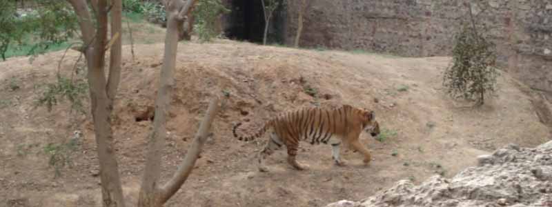 Gwalior Zoo