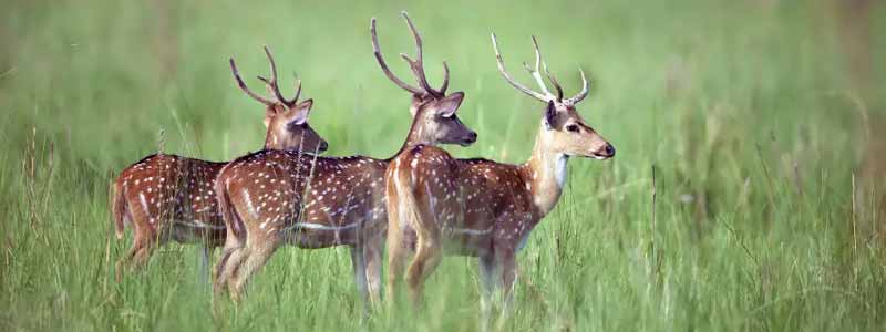 Jim Corbett National Park