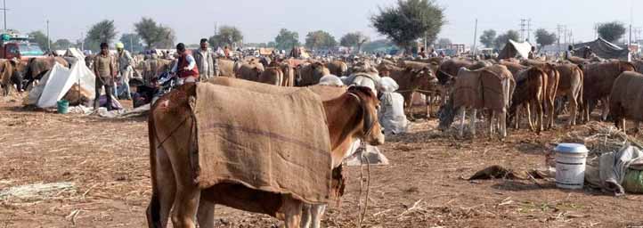 Nagaur Fair, Nagaur