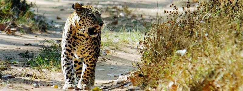 Pench National Park