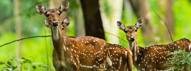 Wayanad Wildlife Sanctuary