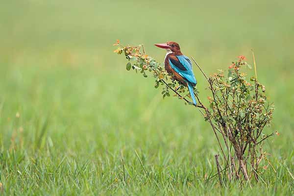 Best Time To Visit Bharatpur