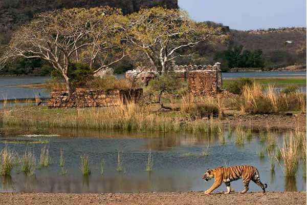 Best Time to Visit Ranthambore