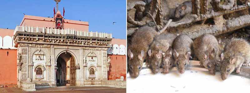 Karni Mata Temple Bikaner