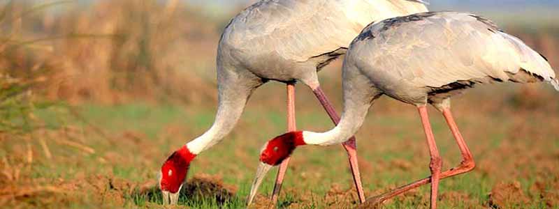 Keoladeo Ghana National Park