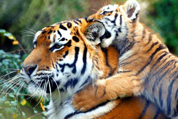 Best Places to Enjoy Safaris in Rajasthan