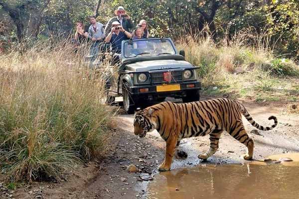 How to Reach Ranthambore National Park