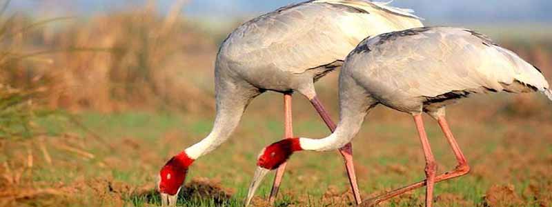 Bharatpur National Park