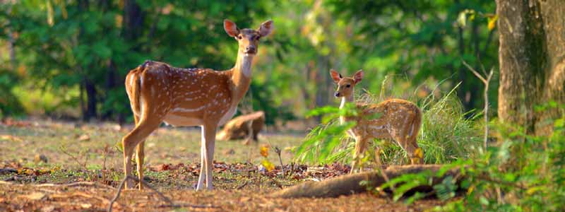 Corbett National Park