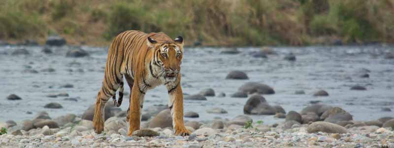 Corbett Tiger Reserve