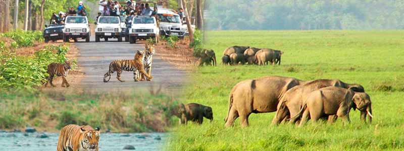 Jim Corbett National Park