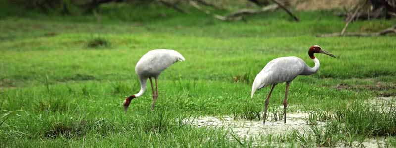 Keoladeo National Park