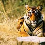 Wildlife Safari Experience India : A Beginners’ Guide
