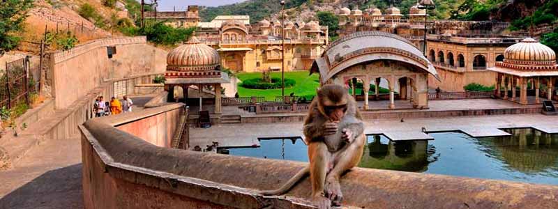 Привет, Индия: Джайпур. Monkey Temple, Amber Fort.