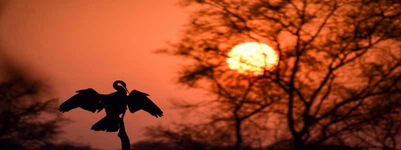 Keoladeo Ghana National Park