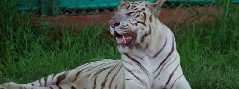 Nahargarh Biological Park