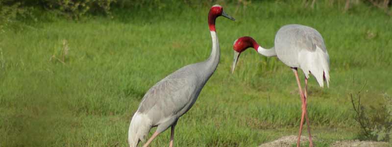 Keoladeo Ghana National Park