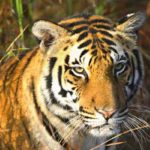 Kanha National Park – Where tigers roar and spirits soar