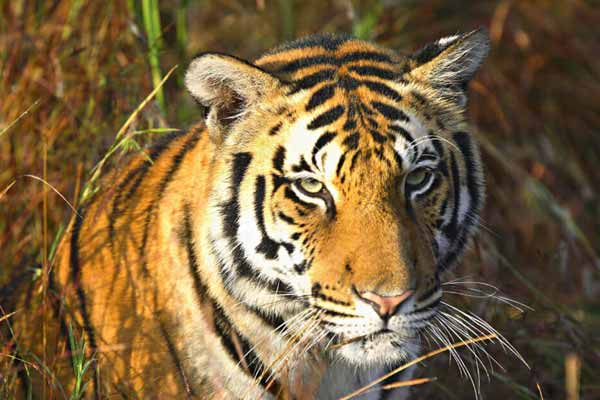 Kanha National Park – Where tigers roar and spirits soar