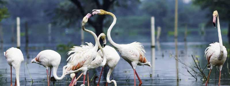 Keoladeo Ghana National Park