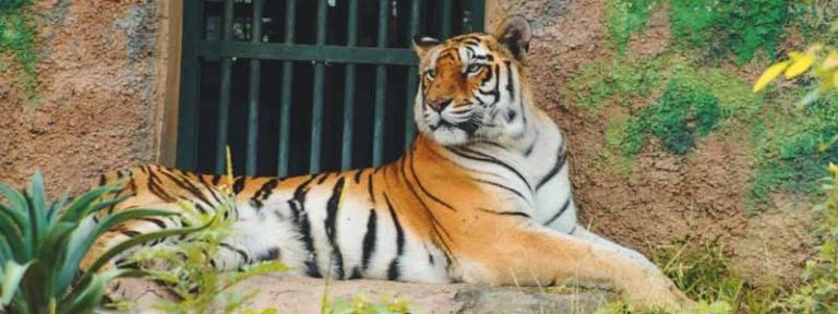 Nahargarh Biological Park Jaipur Ticket Price Timings Things To Do
