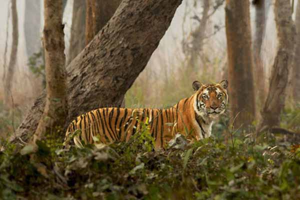 Sundarbans National Park: Reasons to Visit this Tiger Reserve