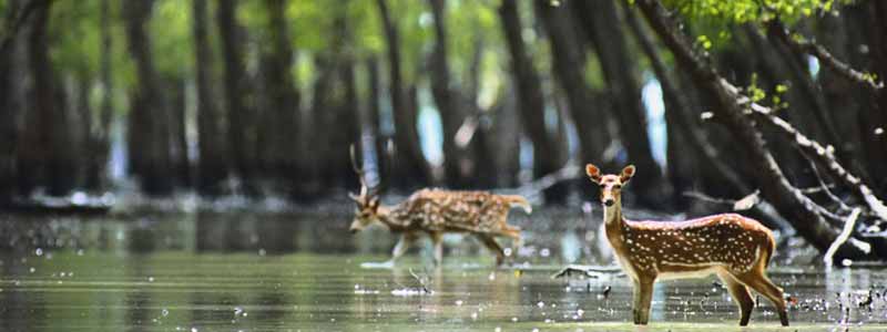 Sundarbans National Park