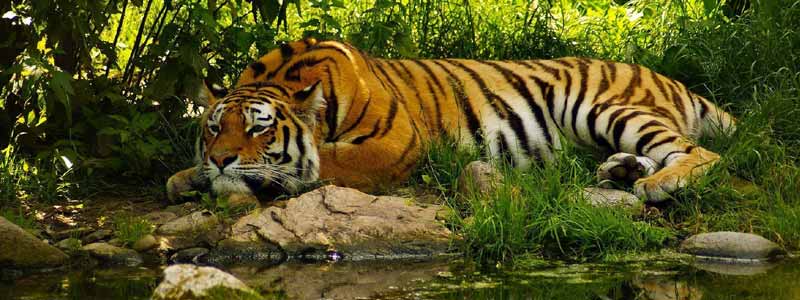 Sundarbans National Park