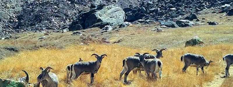 Gangotri National Park