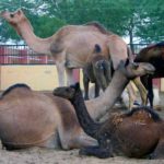 National Research Centre on Camel Bikaner