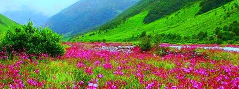 Valley Of Flowers National Park
