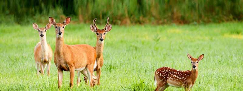 Kailadevi Wildlife Sanctuary