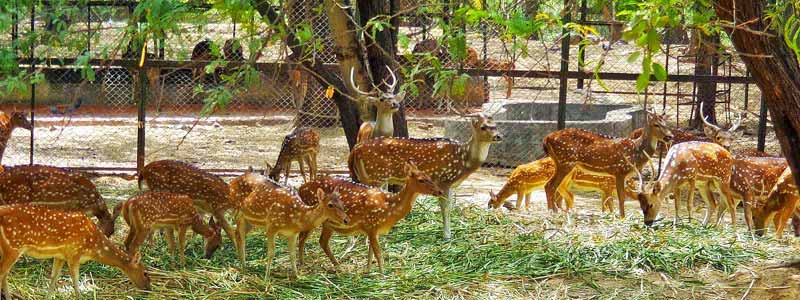 Deer Park Delhi