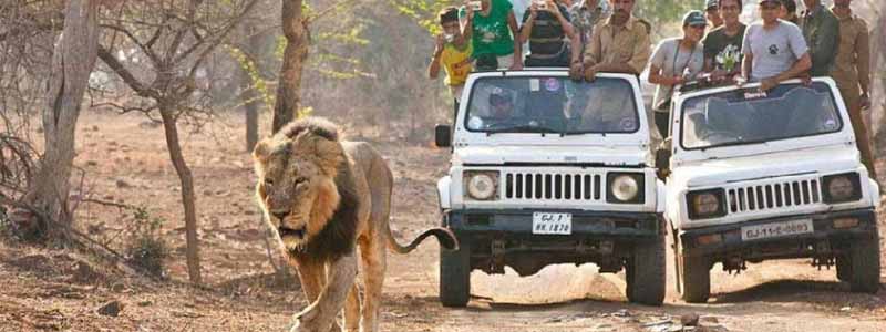 Gir National Park