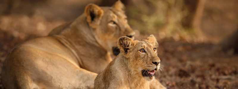 Gir National Park